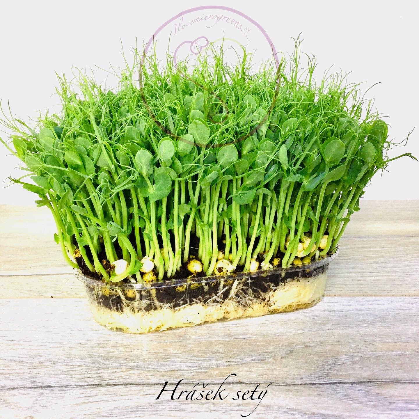I Love Microgreens | Ing. Aleš Langer