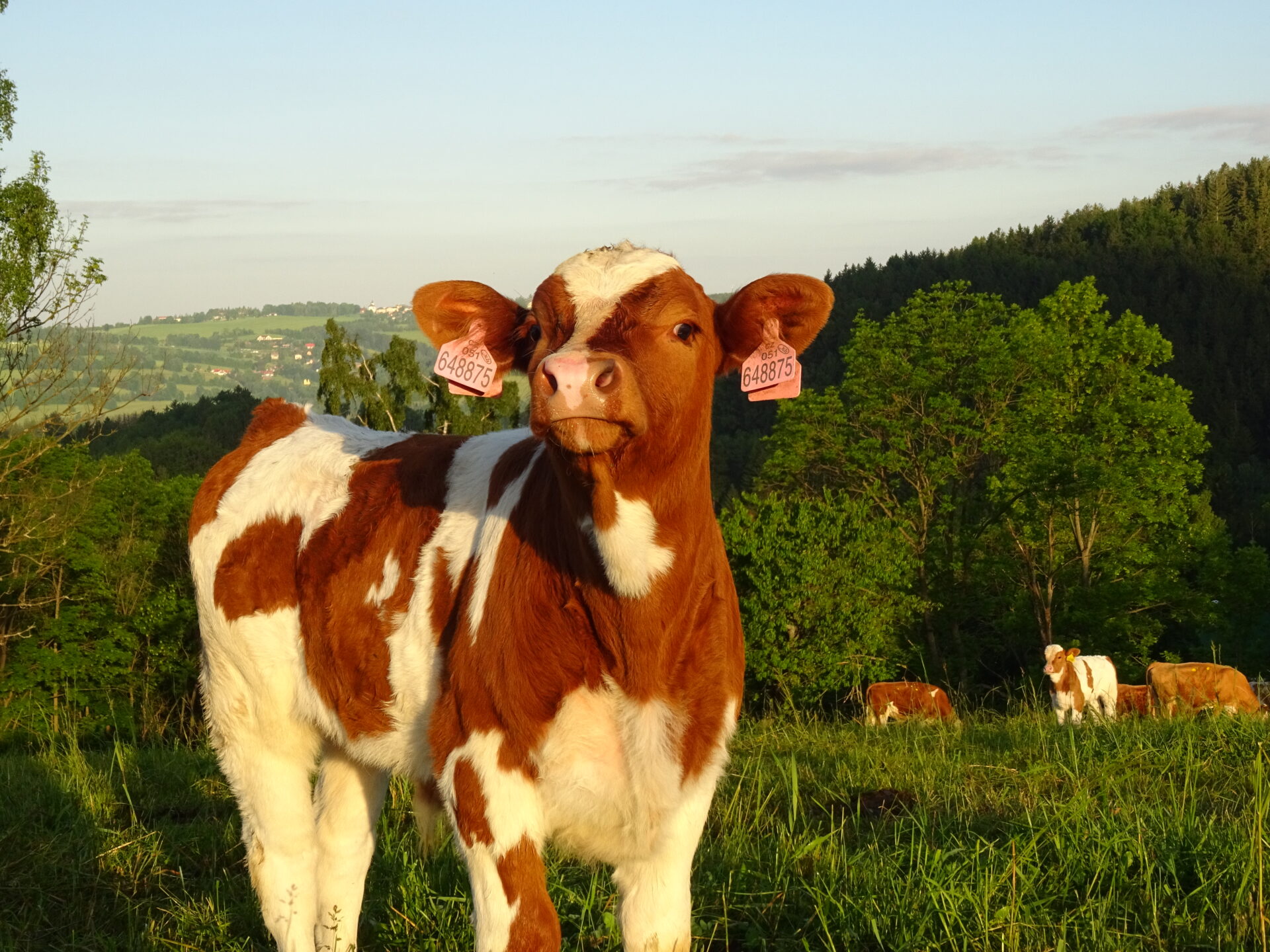 ZEMEX, spol. s r. o.