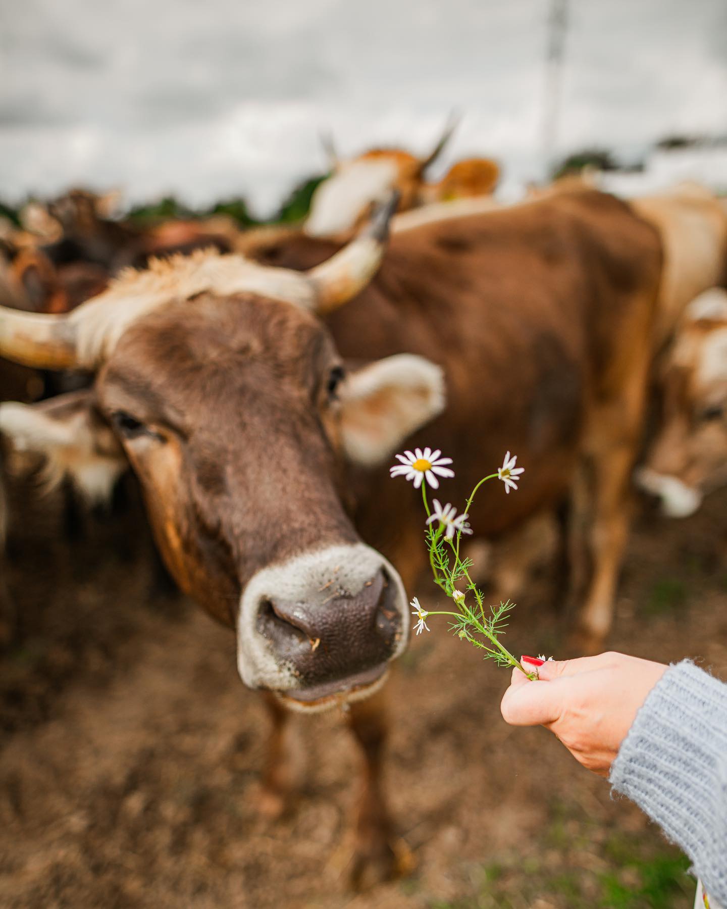 Farma Volavec s.r.o.