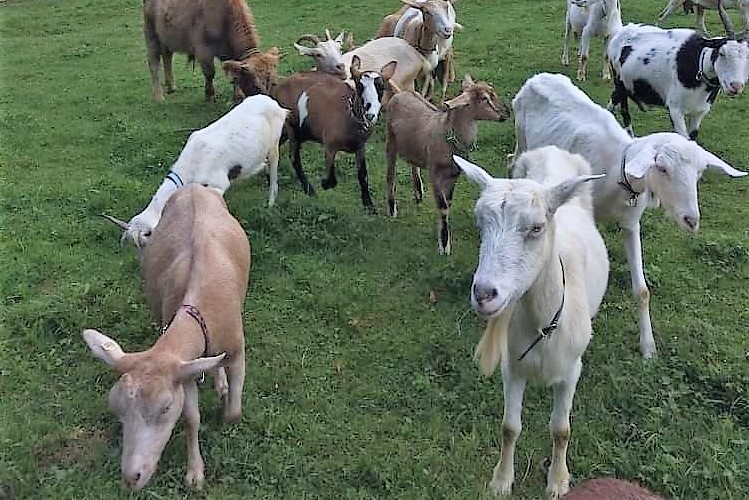 Kozy v ráji I PANTA – SKALA, s.r.o.