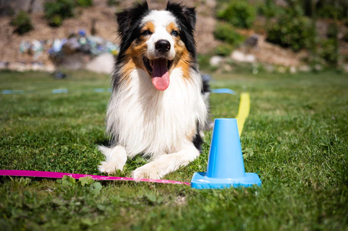 Løype – Pro ještě lepší život se psem