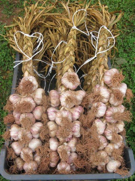 Český česnek | Jan Hradecký - Alena Mihulková