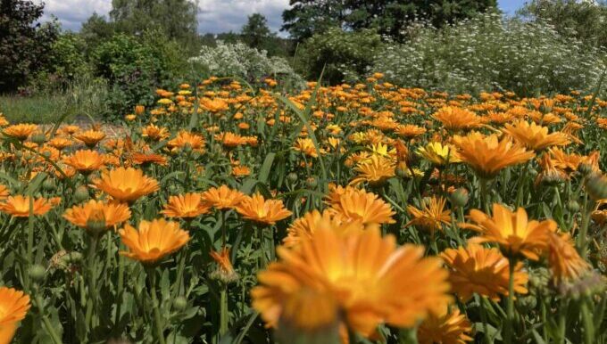 Tinktury z Podještědí