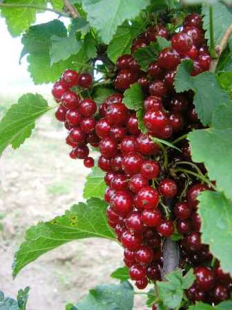 SEMPRA TURNOV s.r.o.